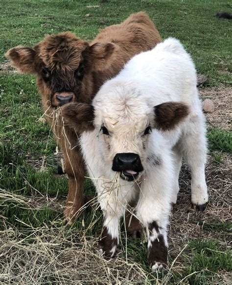 Micro mini highland cows - Caution with Chondro Chondrodysplasia is a dwarf gene. There are several types of chondrodysplasia. Each will have its own genetic test.